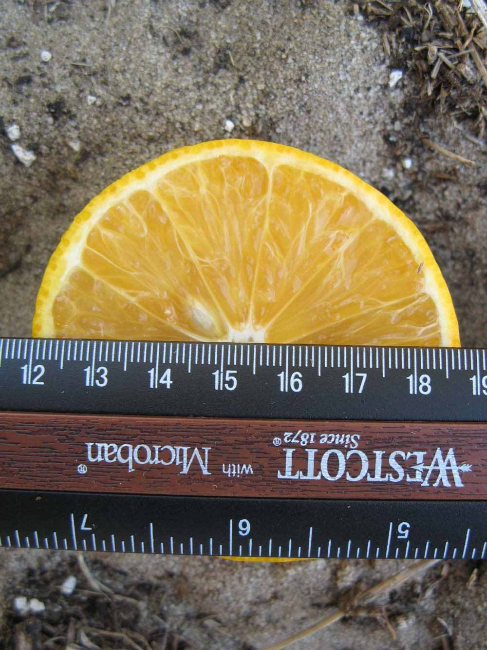              Fruit cross-section (Winter Haven, FL)       